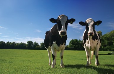 Two Holstein cows standing in grass field, behind them is a line of trees and hedges underneath a blue sky. Copyright AHDB. 